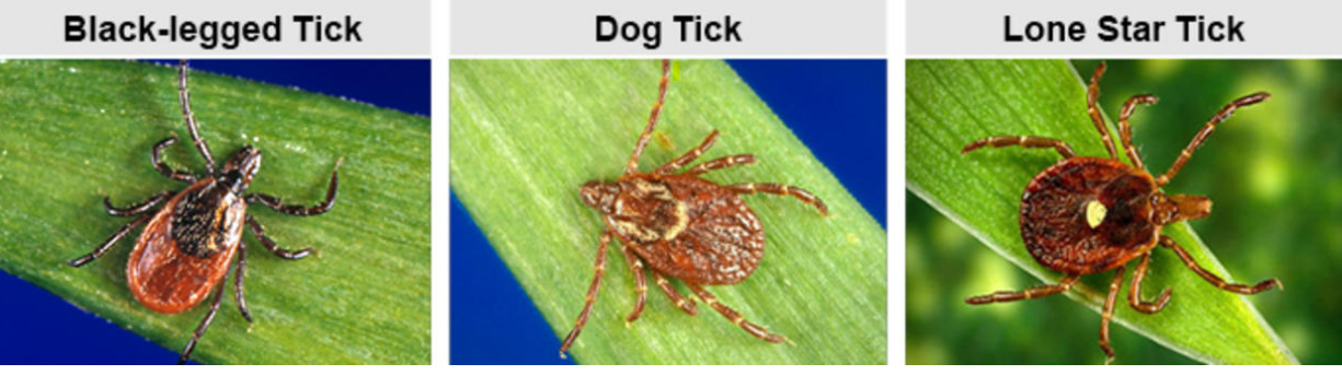 ticks